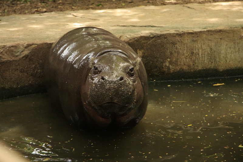 Thailand, Bangkok, Dusit Zoo